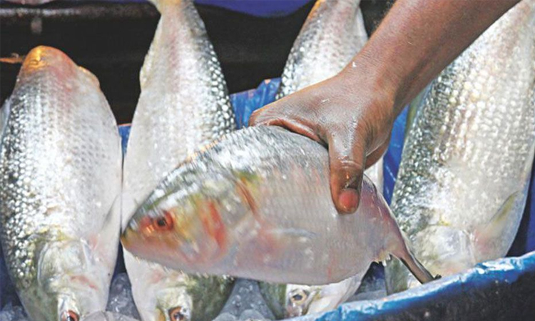 ভারতকে ট্রানজিট বানিয়ে ইলিশ পাচার, ক্ষতিগ্রস্ত বাংলাদেশী ব্যবসায়ী-জেলেরা
