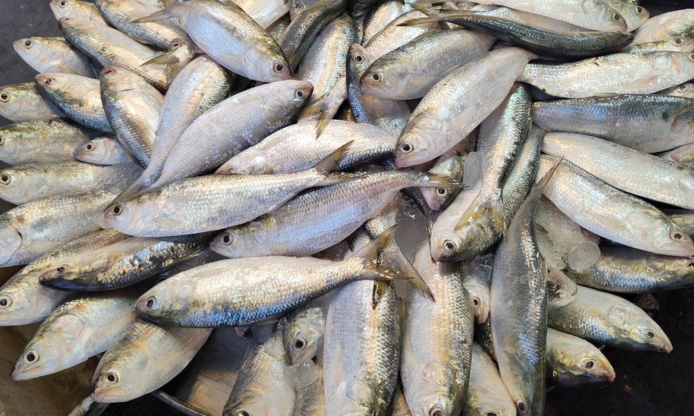 সংগৃহীত