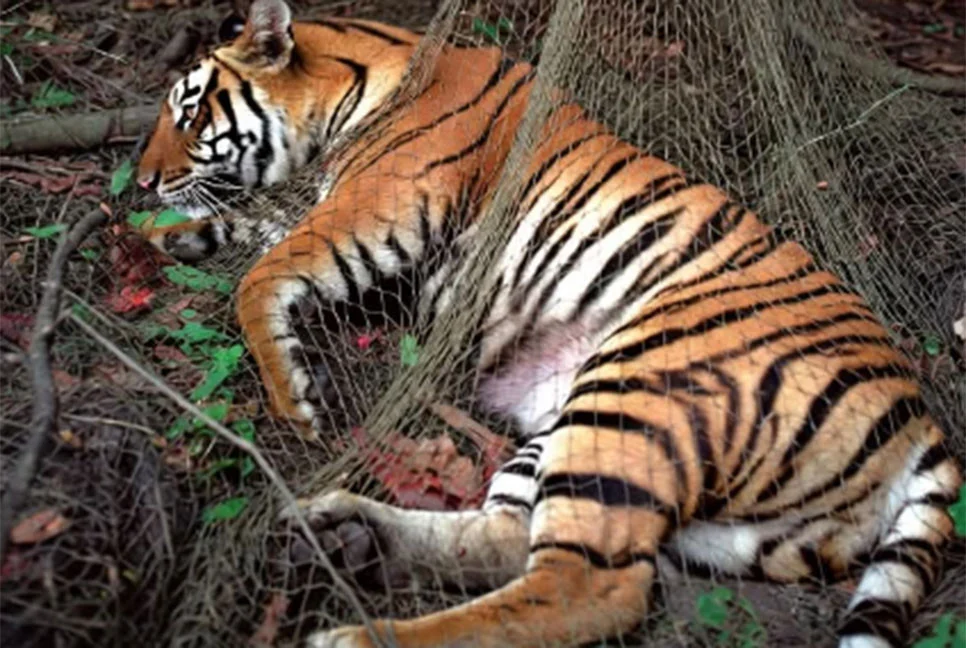 সুন্দরবনে হরিণ শিকারের ফাঁদে আটকা বেঙ্গল টাইগার