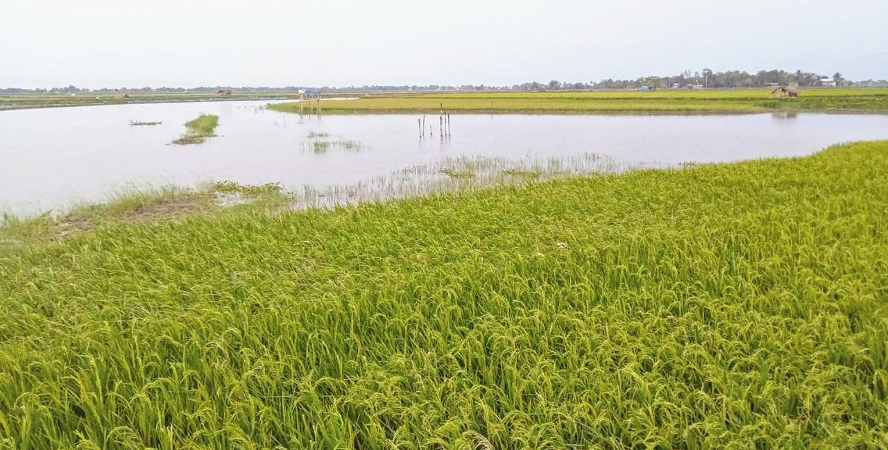 ডুমুরিয়ায় বাঁধ কেটে লোনা পানি ঢুকিয়ে বোরো ধান নষ্ট, ক্ষতি প্রায় ৩ লাখ টাকা