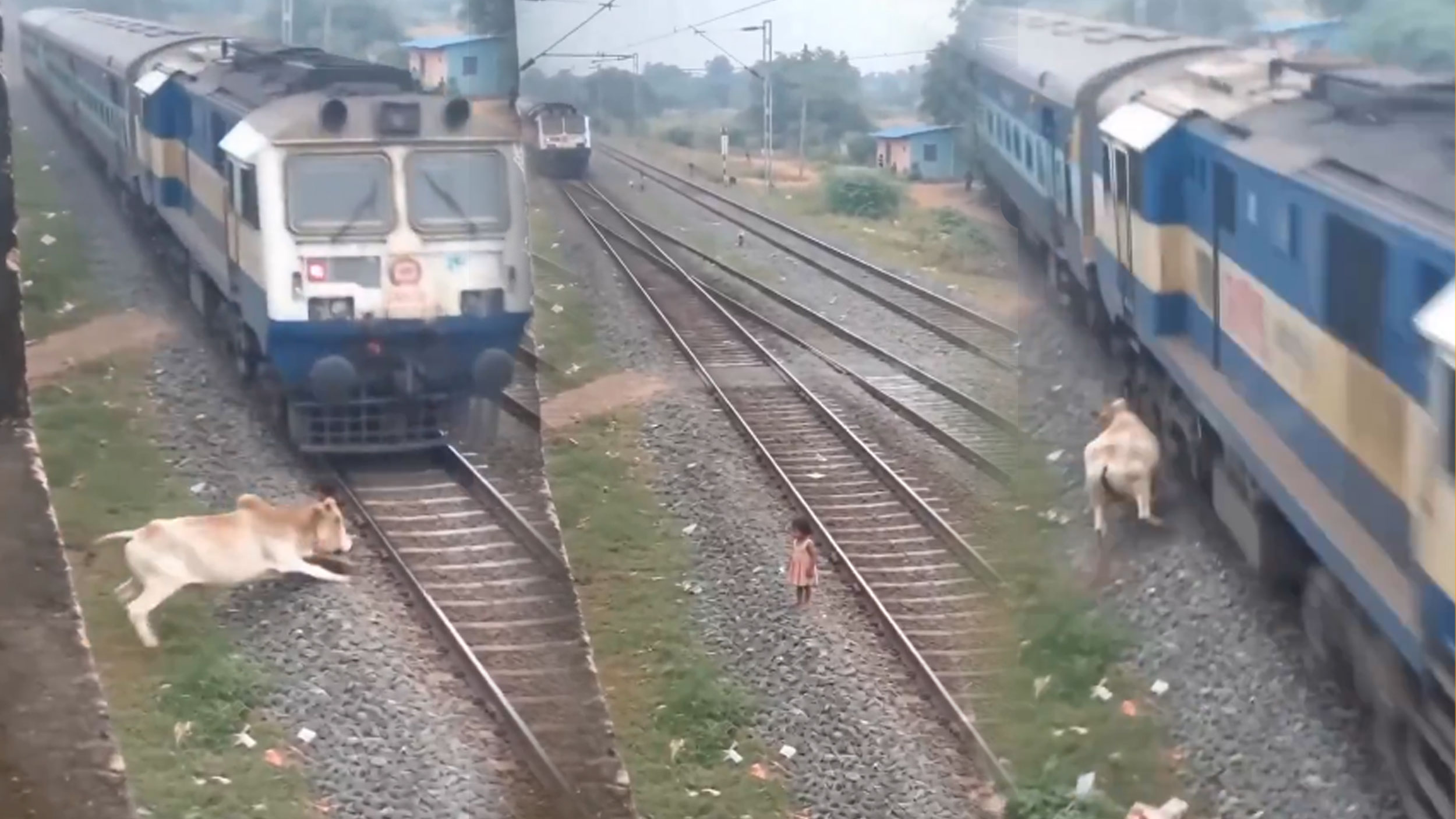 দ্রুতগতির ট্রেনের সামনে থেকে শিশুকে ‘বাঁচাল’ গরু আবেগ ছুঁলেও বাস্তবতা ভিন্ন!