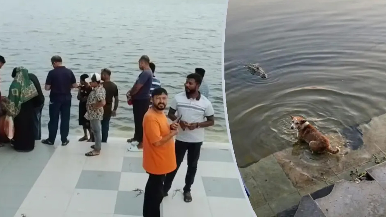 দিঘির ঘাটে কুমিরের মুখে কুকুর, ভাইরাল ভিডিও নিয়ে যা জানা গেল