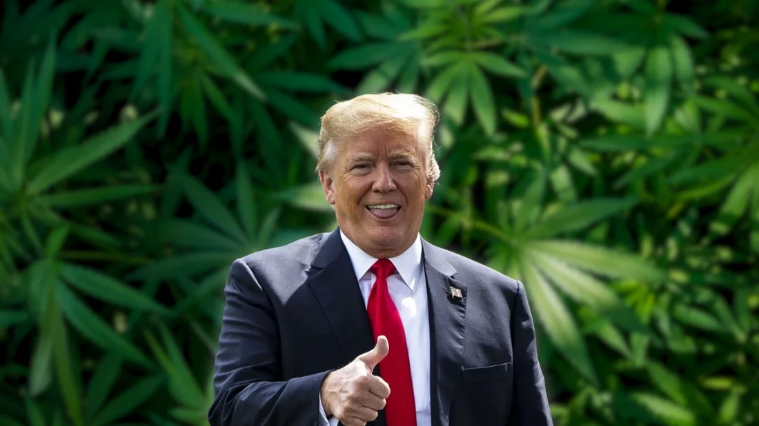 বিলিয়ন ডলারের গাঁজা শিল্পে নতুন যুগের সূচনা আমেরিকায়