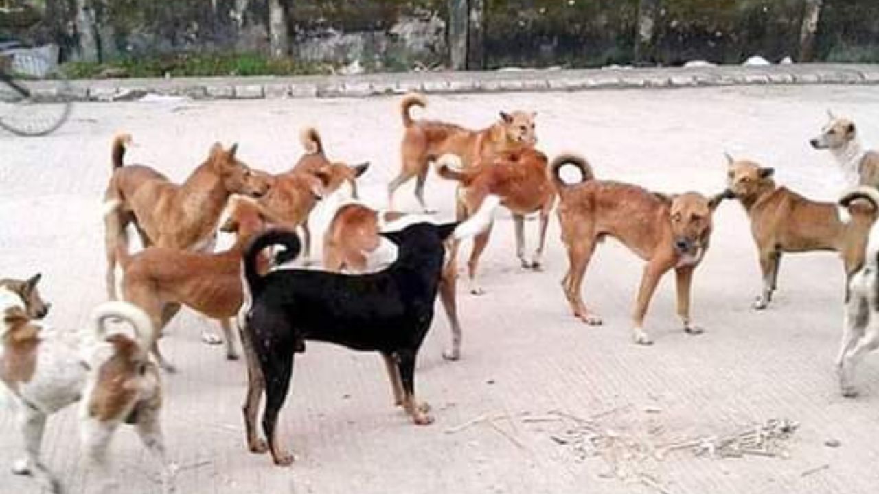 বিএলও ডিউটির পাশাপাশি কুকুর গোনার নির্দেশ, ক্ষোভে শিক্ষক সমাজ