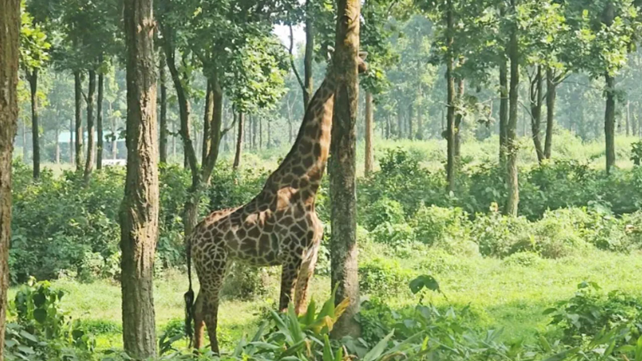 সংগৃহীত