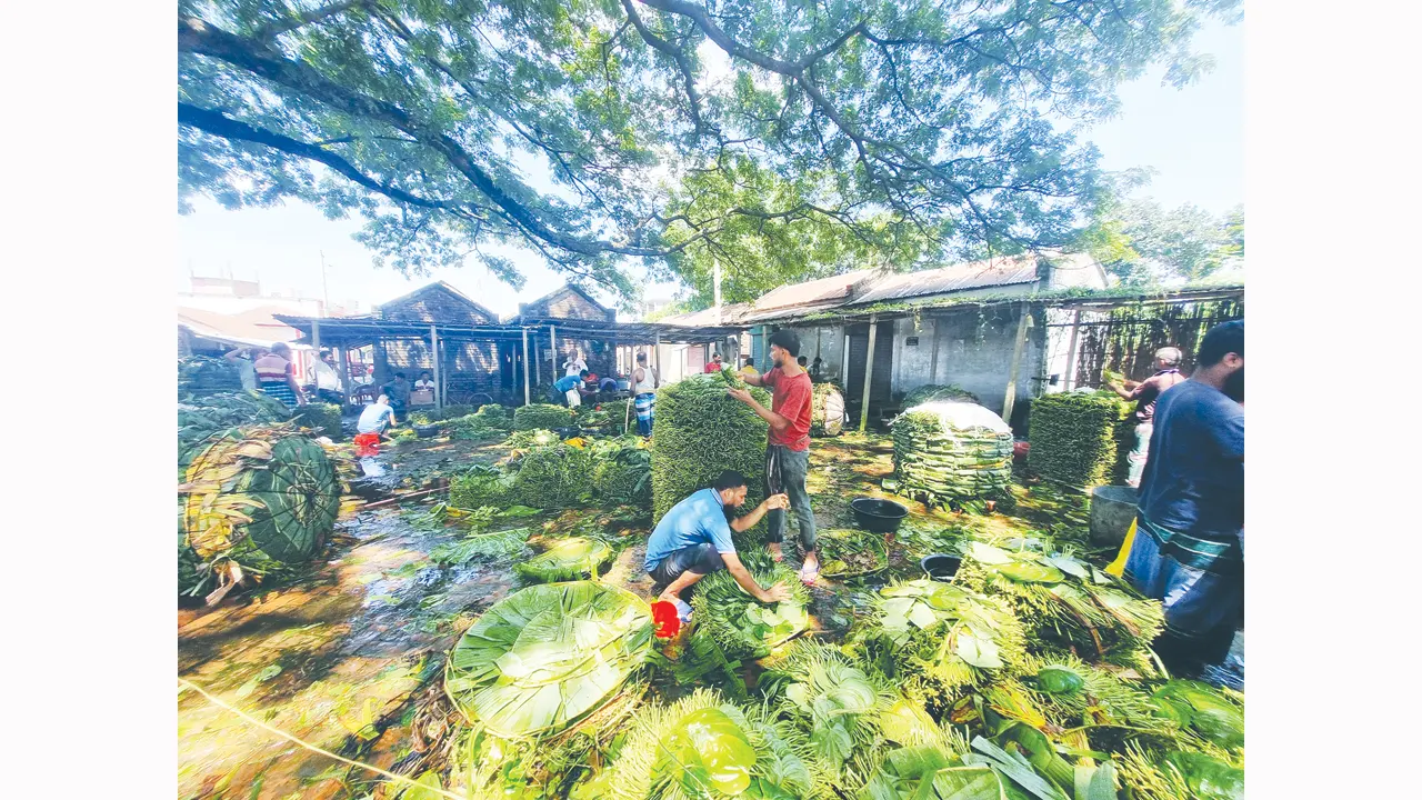 চাঁপাইনবাবগঞ্জে যাদুপুর হাটে পানচাষিদের হতাশা