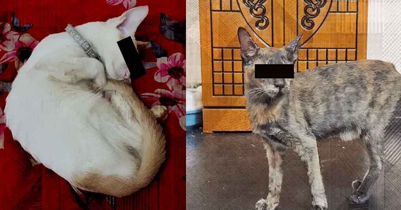 সংগৃহীত