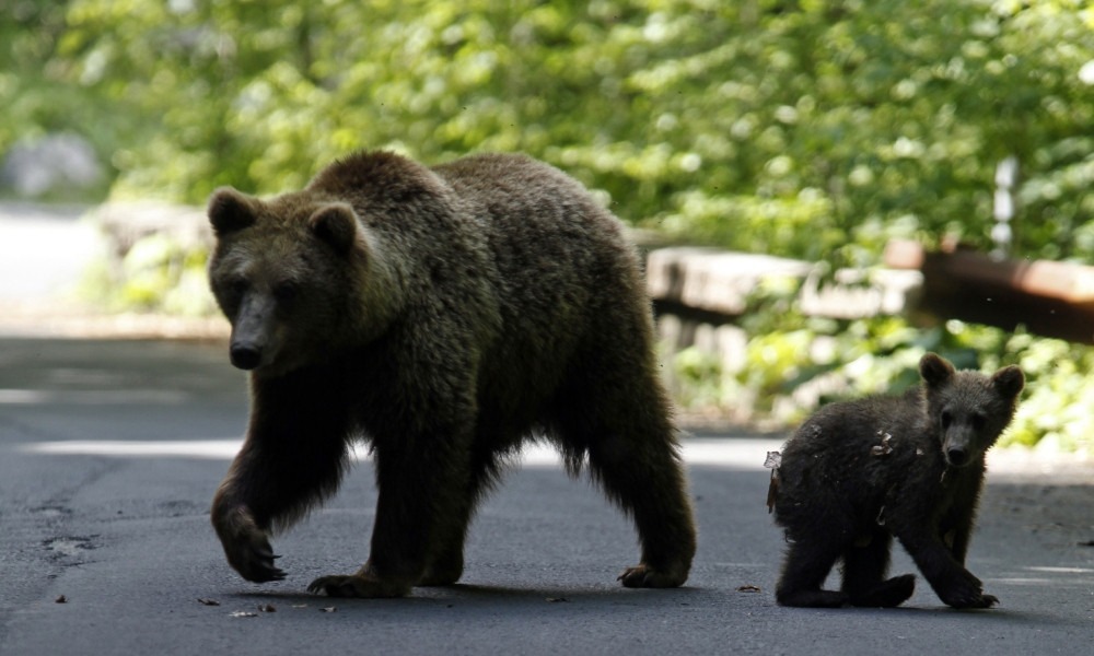 সংগৃহীত