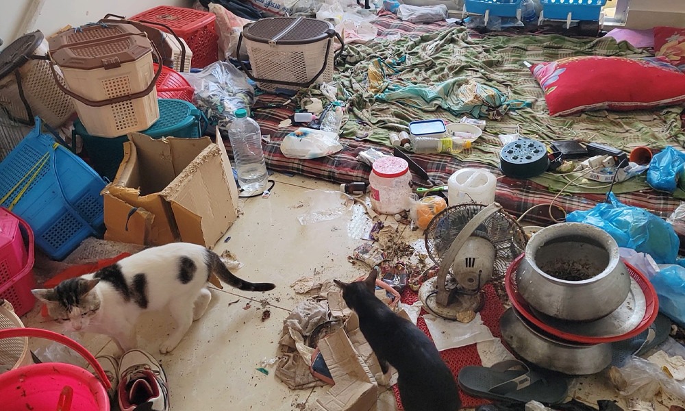 নারায়ণগঞ্জে অর্ধশতাধিক বিড়াল উদ্ধার