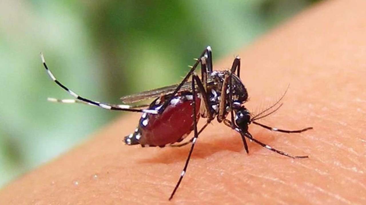 সংগৃহীত