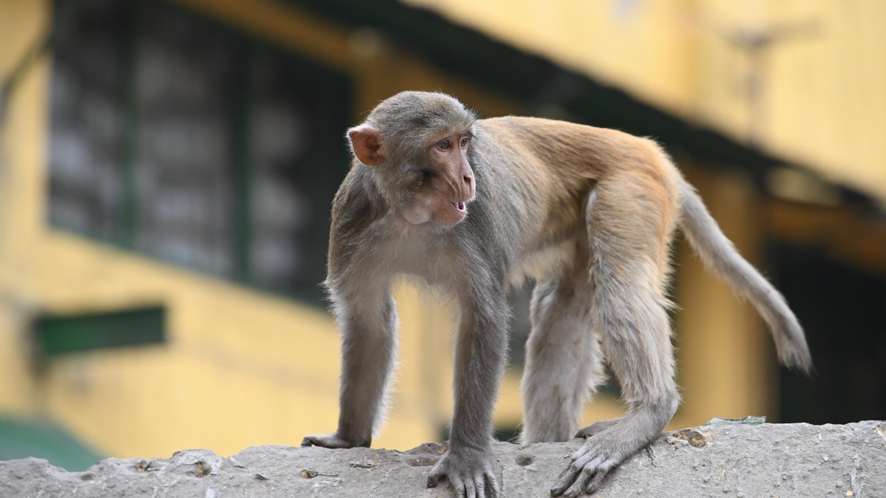 সংগৃহীত