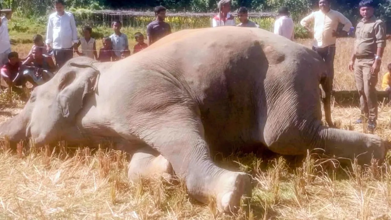 সংগৃহীত