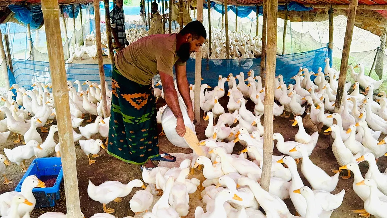 নাটোরে বেলজিয়াম হাঁস পালনে সফল দুই যুবকের গল্প