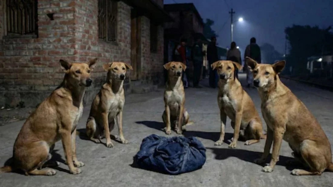 সংগৃহীত