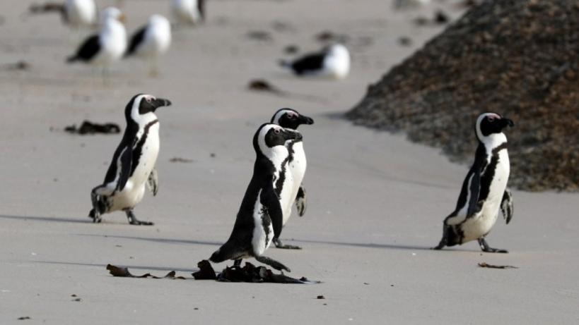 সংগৃহীত