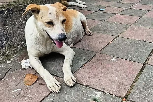 চট্টগ্রামে ডিসি হিলের ফটকে গাড়িচাপায় অন্তঃসত্ত্বা কুকুরের মৃত্যুর ঘটনায় মামলা