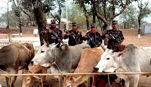 রৌমারীতে ভারতীয় গরু সন্দেহে বিজিবি-এলাকাবাসী সংঘর্ষ