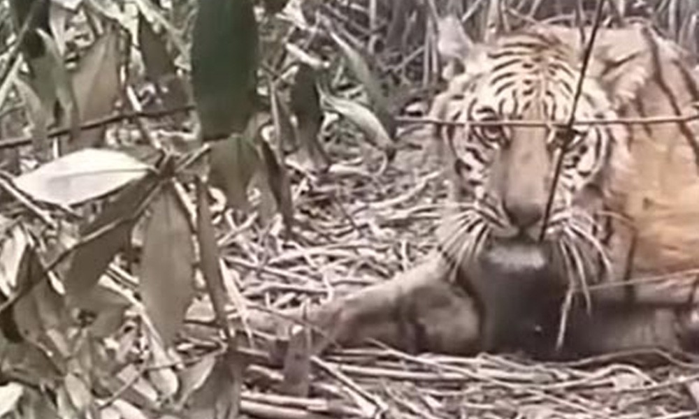 সুন্দরবনে হরিণ শিকারের ফাঁদে আটকা বাঘ