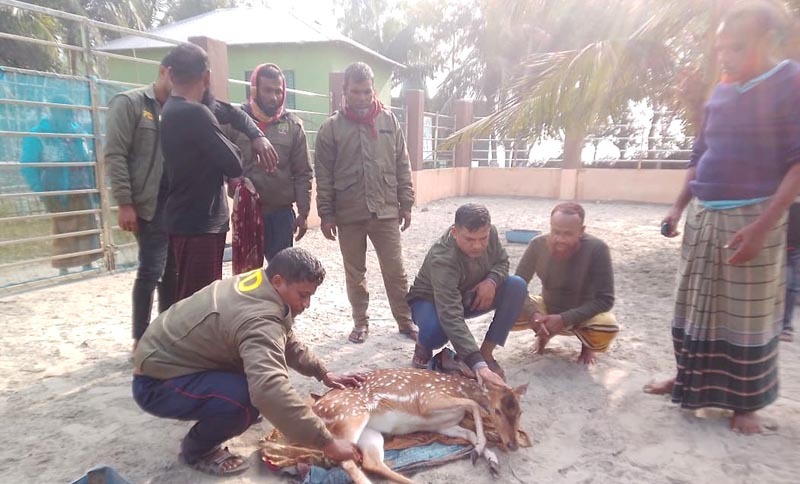 সাতক্ষীরার শ্যামনগর উপজেলায় উদ্ধার হলো একটি জীবিত হরিণ
