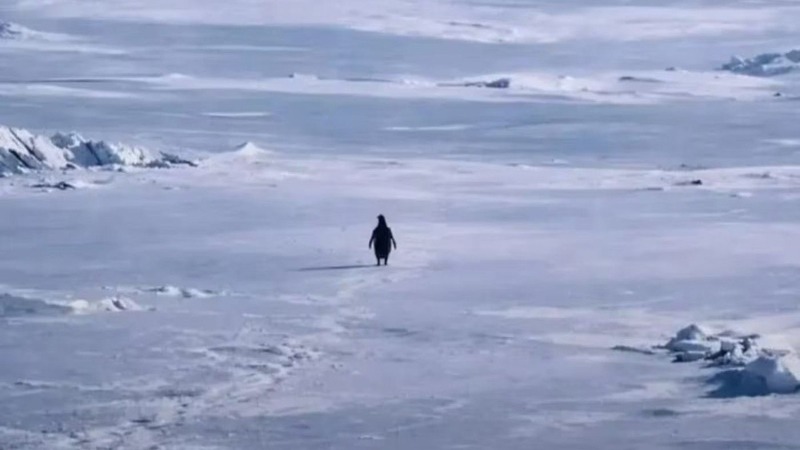 ‘নিহিলিস্ট পেঙ্গুইন’ অনলাইনে ভাইরাল, মানব জীবনের নিঃসঙ্গতার প্রতিফলন