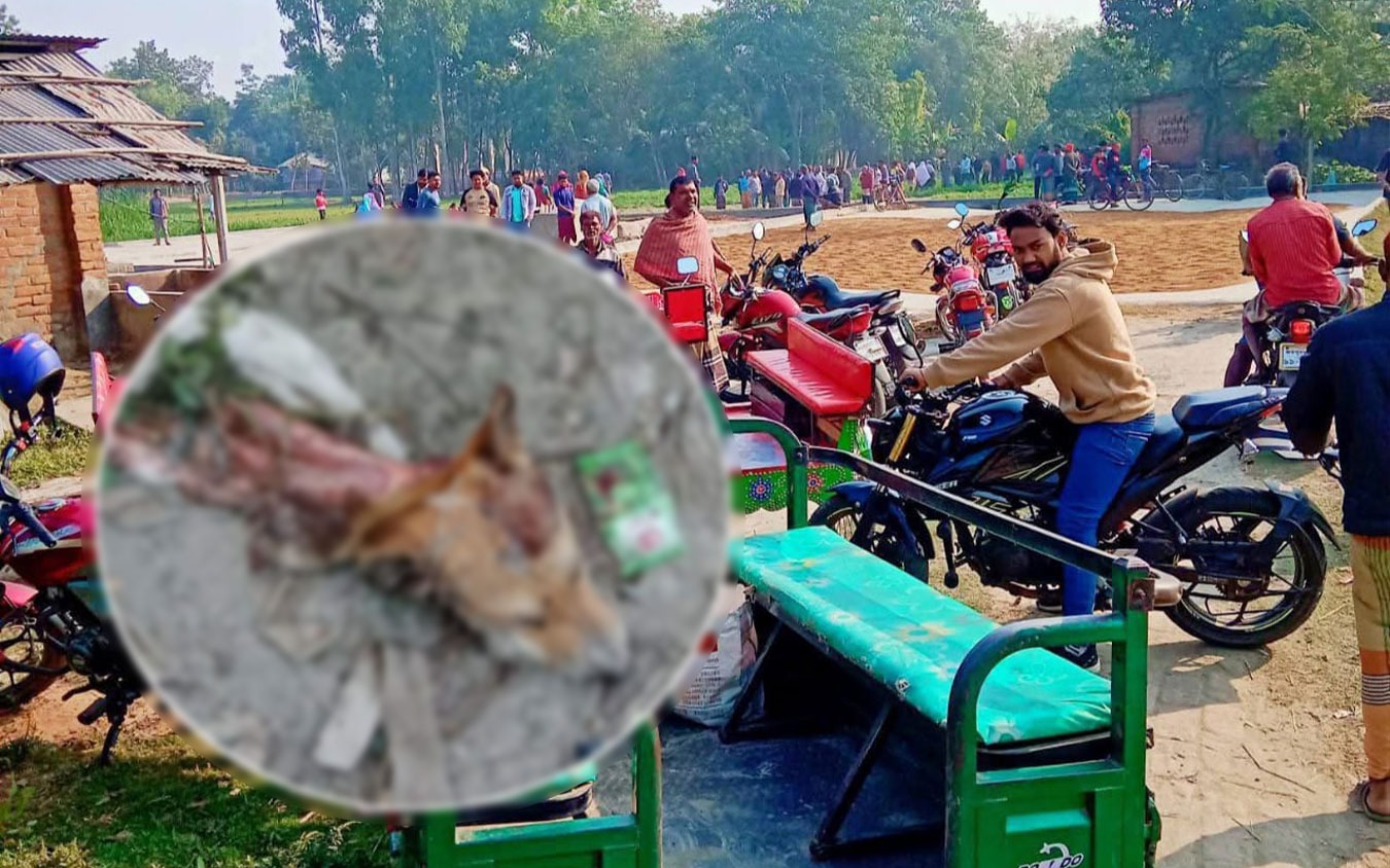 নওগাঁর ধামইরহাটে কুকুর জবাই করে খাসির মাংস বিক্রির অভিযোগে কসাই পলাতক