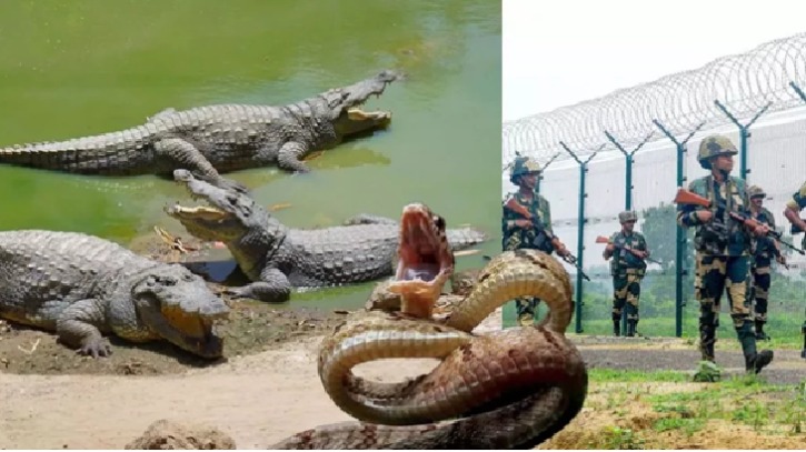 অনুপ্রবেশ ঠেকাতে বাংলাদেশ-ভারত সীমান্তে ‘কুমির-সাপ’ মোতায়ন করবে ভারত