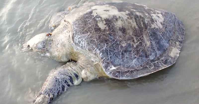কুয়াকাটা সৈকতে আবারও ভেসে উঠল মৃত অলিভ রিডলি কচ্ছপ
