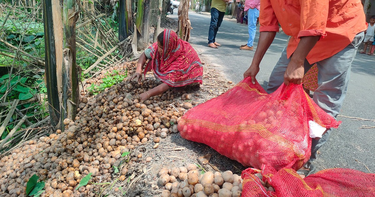 হিমাগার ও বাজারদর না থাকায় রাস্তায় আলু ফেলে দিচ্ছে কৃষক
