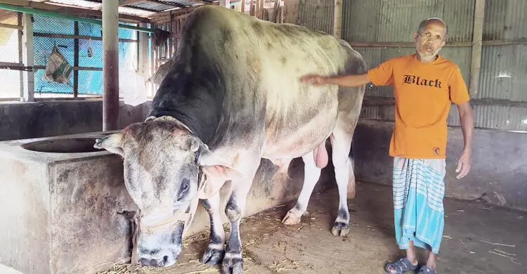 কোরবানির ঈদে আলোচনায় ‘জায়েদ খান’, ১২ লাখ টাকার বিশাল ষাঁড়