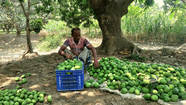 ফাইল ছবি