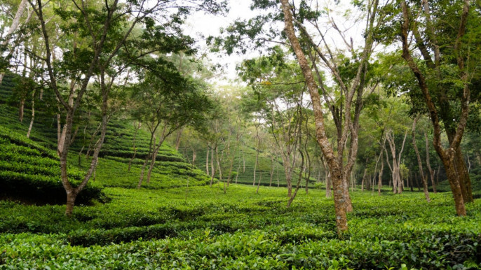 পাটগ্রাম সীমান্তে ভারতের চা বাগানে গাছ কাটার অভিযোগ, পতাকা বৈঠক আহ্বান