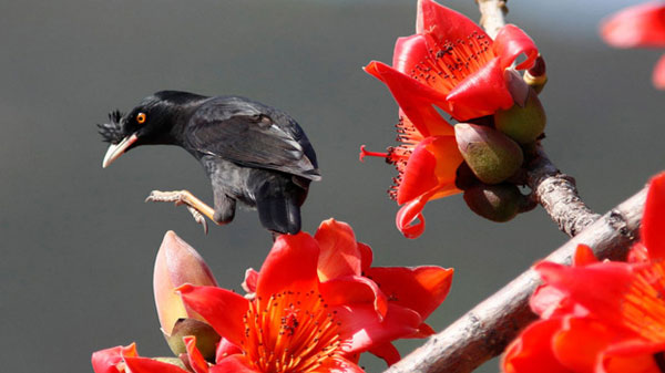 পহেলা ফাল্গুন ও ভালোবাসা দিবস আজ