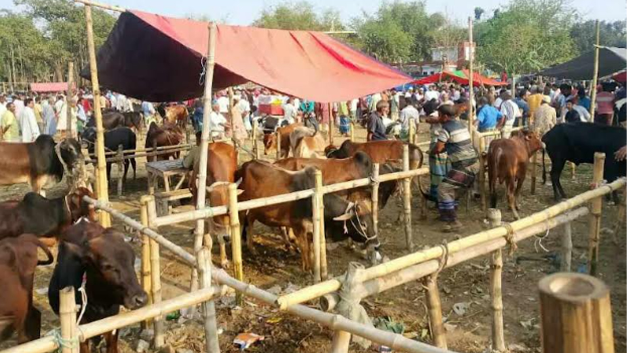 রংপুরে পশুর হাটে অতিরিক্ত ফি আদায়ের অভিযোগ, প্রশ্নের মুখে প্রশাসনের নজরদারি