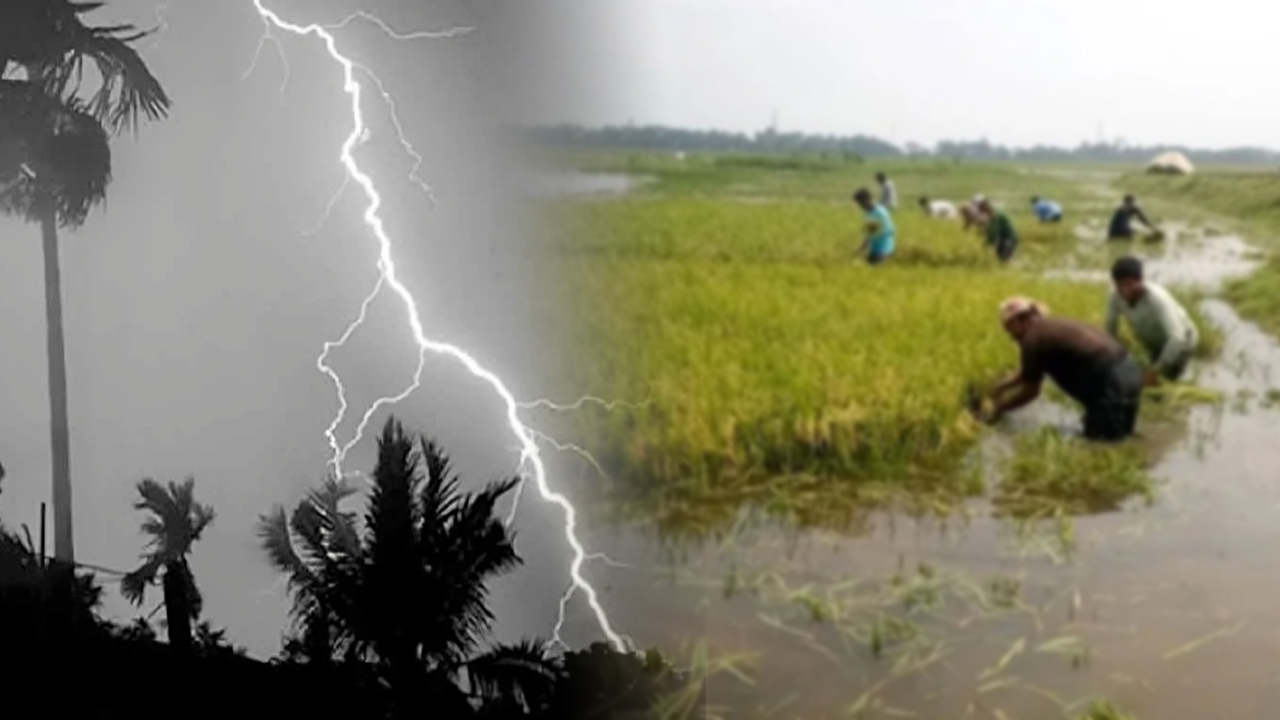 সুনামগঞ্জে হাওরে ধান কাটতে গিয়ে বজ্রপাতে প্রাণ গেল ৫ কৃষকের