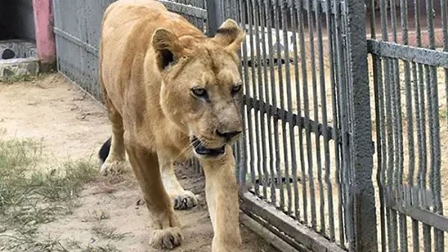 সংগৃহীত