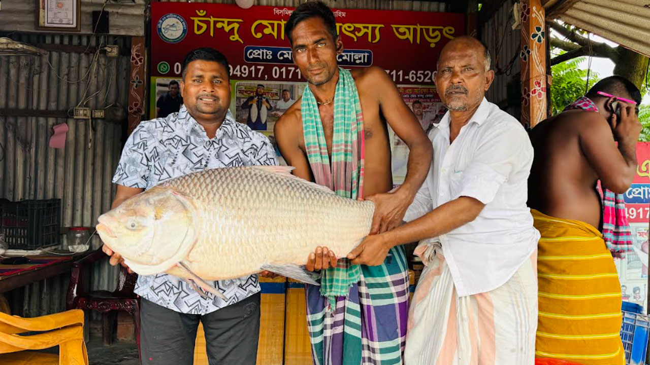 ফাইল ছবি