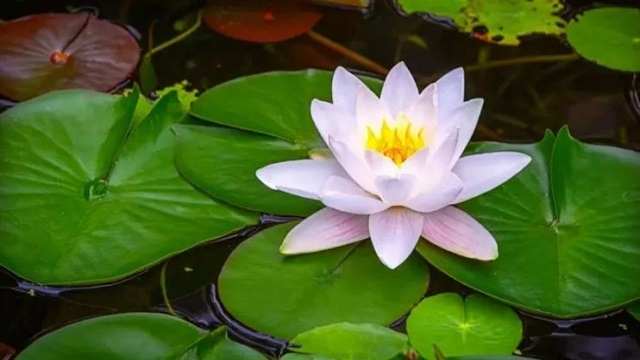 সংগৃহীত