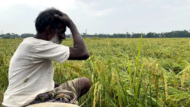 কালবৈশাখী ঝড়ে বোরো চাষিদের মাথায় হাত