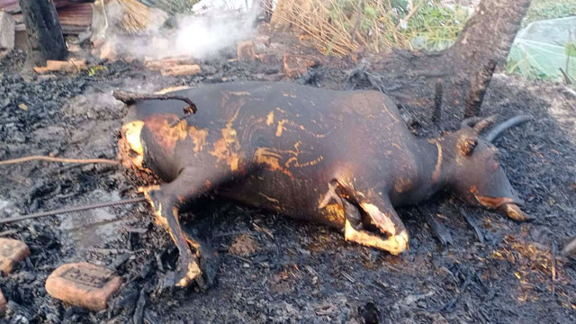 আগুনে পুড়া গরু