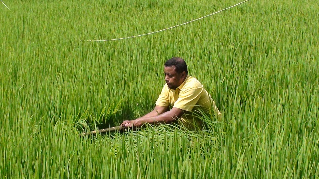 কোটালীপাড়ায় অতন্দ্র জরিপ কার্যক্রম