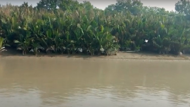 সুন্দরবনে কটকার টাইগার টিলা