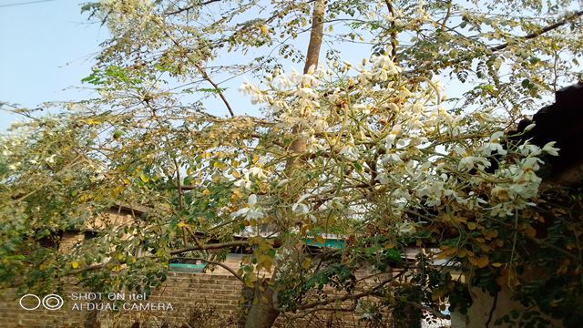 কৃষকরা নিজেদের চাহিদা মিটিয়ে করেন বাড়তি আয়