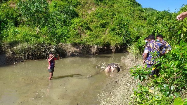 টেকনাফে পাহাড়ি ছড়া থেকে বন্য হাতির মরদেহ উদ্ধার