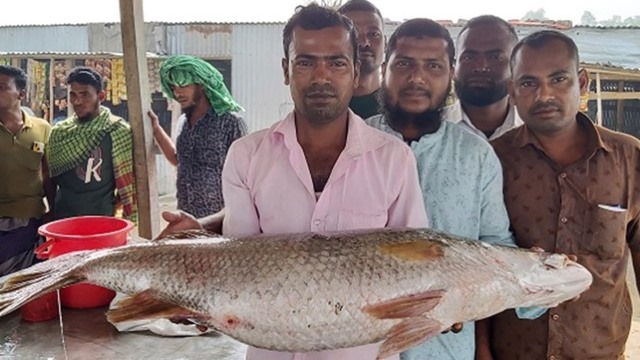 ২০ কেজির দুই কোরাল ধরা পড়ল মেঘনায়