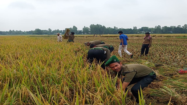 ভাঙ্গুড়া পৌর এলাকার এক দরিদ্র কৃষকের জমির পাকা ধান কেটে বাড়িতে পৌঁছে দিল উপজেলা আনসার কমান্ডাররা।