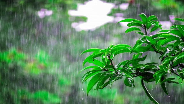 লঘুচাপের প্রভাবে দেশজুড়ে মাঝারি ধরনের ভারী থেকে অতিভারী বৃষ্টির পূর্বাভাস।