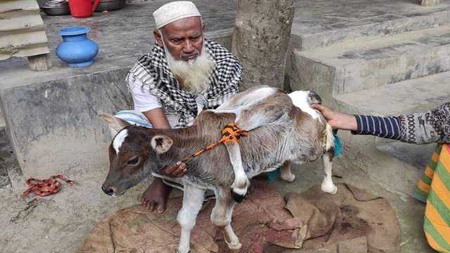 সিরাজগঞ্জে ৬ পায়ের বাছুরের জন্ম