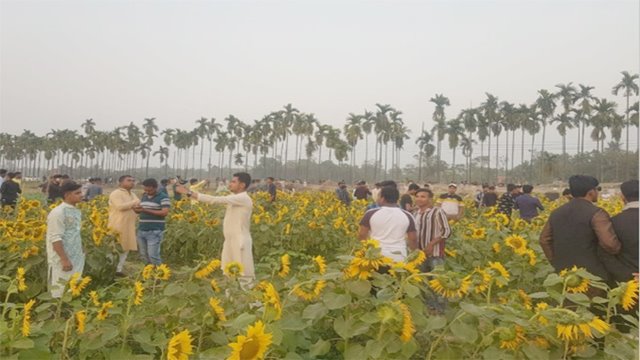 কুষ্টিয়ায় সূর্যমুখী ফুলের চাষে আগ্রহ বাড়ছে চাষিদের