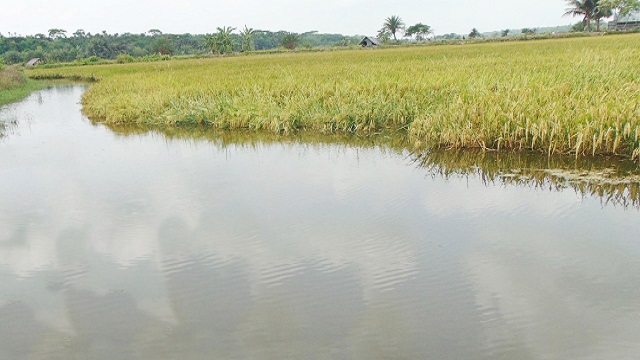 ফকিরহাটে কৃষকের স্বপ্ন ডুবছে নোনা জলে