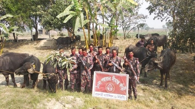 রাজশাহী সীমান্তে ১ কোটি ৩৫ লাখ টাকার মহিষ-মাদক উদ্ধার